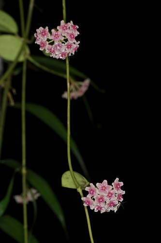 Hoya diversifolia Blume 2