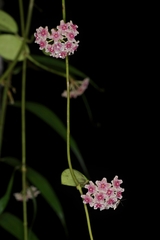 Hoya diversifolia