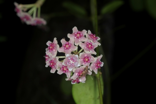 Hoya diversifolia Blume 3