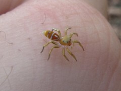 Cosmophasis bitaeniata