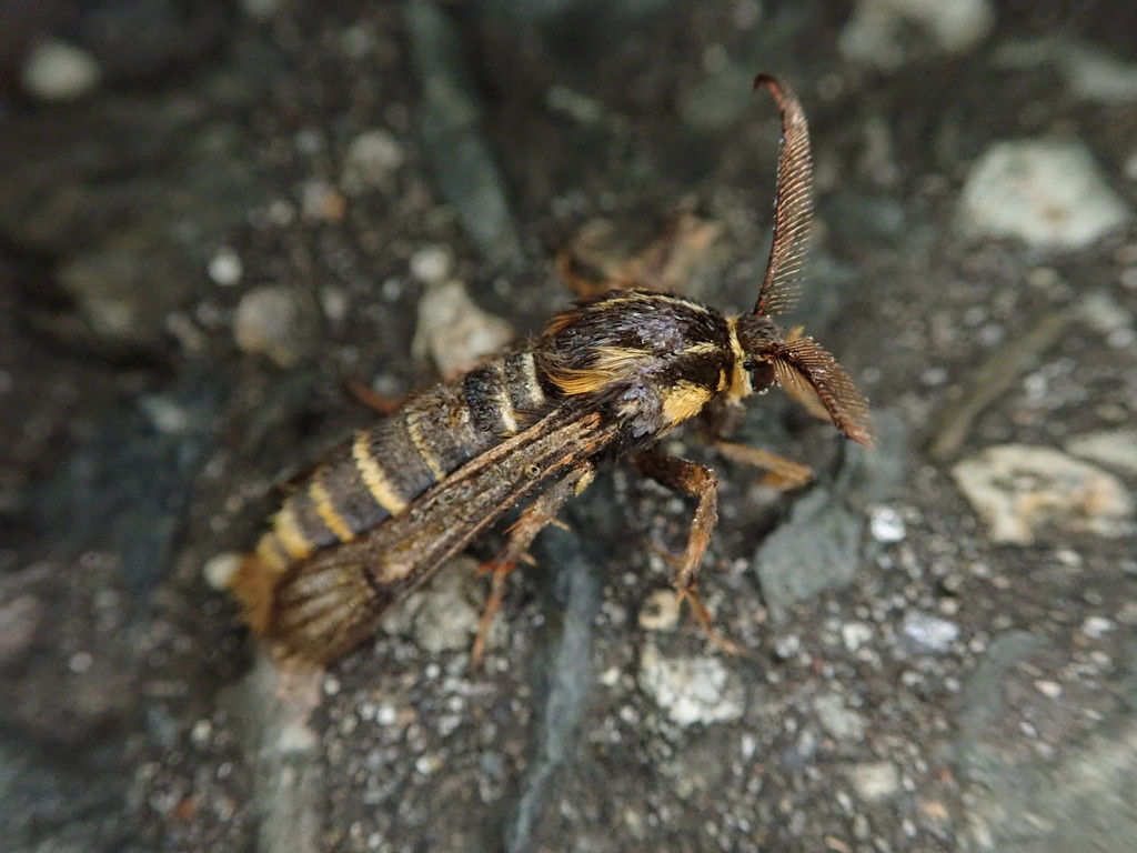 Pennisetia fixseni