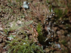 Crypsitricha roseata