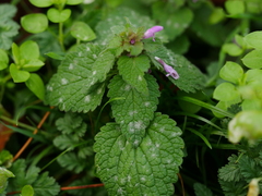 Neoerysiphe galeopsidis