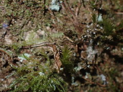 Crypsitricha roseata