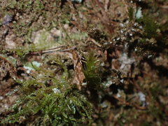 Crypsitricha roseata