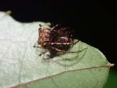 Australomimetus sennio