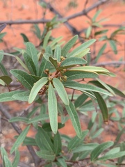 Rhoicissus revoilii