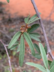 Rhoicissus revoilii
