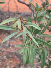 Rhoicissus revoilii
