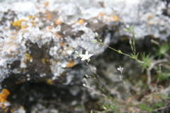 Minuartia setacea