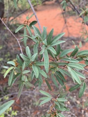 Rhoicissus revoilii