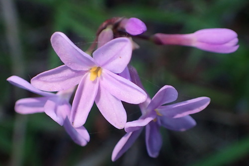 Image of Tulbaghia maritima by (c) Nicola van Berkel, some rights reserved (CC BY-SA)