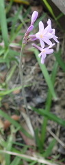 Tulbaghia maritima