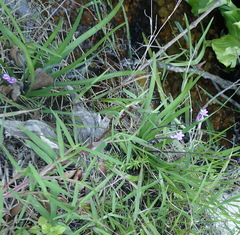 Tulbaghia maritima