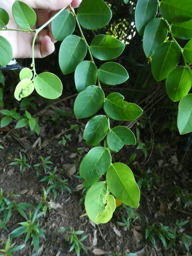 Breynia racemosa observed 2020-12-03