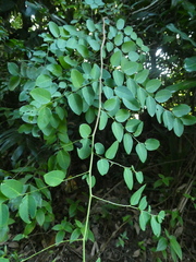 Breynia racemosa