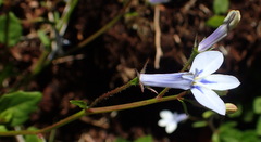 Lobelia cuneifolia