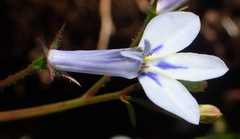 Lobelia cuneifolia