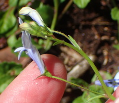 Lobelia cuneifolia