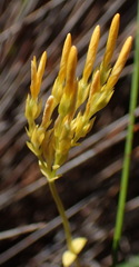 Sebaea aurea