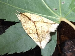 Brachyxanthia zelotypa