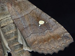 Eupsilia transversa