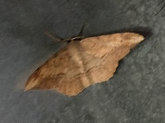 Luxiaria amasa