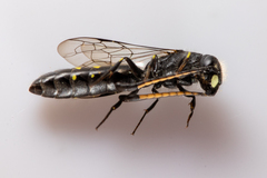 Monosapyga clavicornis