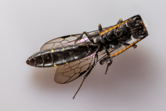 Monosapyga clavicornis