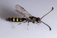 Monosapyga clavicornis