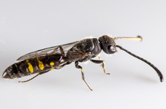 Monosapyga clavicornis