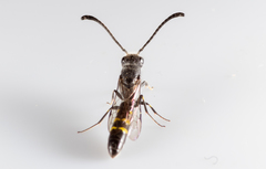 Monosapyga clavicornis