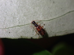 Sapintus pellucidipes