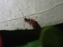 Sapintus pellucidipes