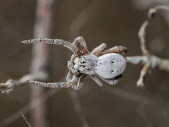 Stegodyphus lineatus