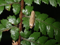 Amphixystis hapsimacha