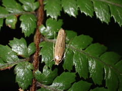 Amphixystis hapsimacha