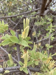 Erianthemum ngamicum