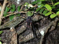 Forsteropsalis inconstans