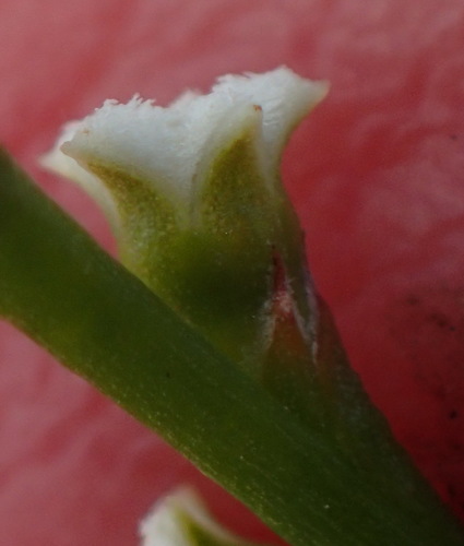 Rush Rootthug (Thesium junceum)