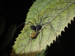 Forsteropsalis inconstans