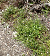 Chaenostoma integrifolium