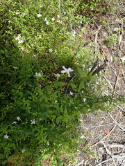 Chaenostoma integrifolium