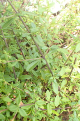 Chaenostoma integrifolium