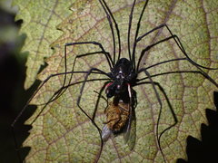 Forsteropsalis inconstans