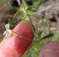 Chaenostoma integrifolium