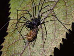 Forsteropsalis inconstans