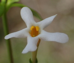 Chaenostoma integrifolium