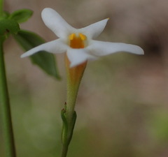 Chaenostoma integrifolium