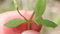 Chaenostoma integrifolium